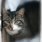 Mein Leihkater Robert...