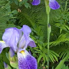 vermutlich Iris germani...
