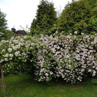 Und die beiden zwei Tag...