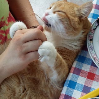 Ein Genießer vor dem H...