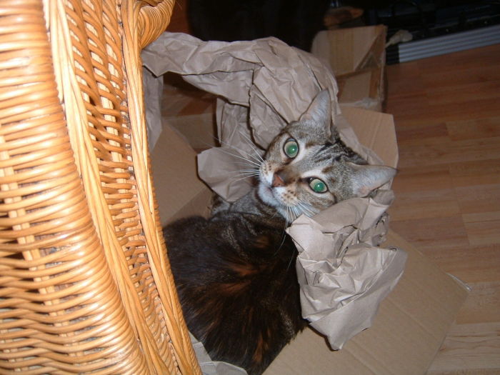 ....der hat sich selbst mal wieder eingepackt, leider ist der Karton ein wenig zu klein für das Möppelchen!