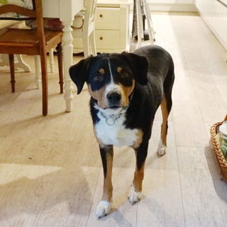 Benny, etwas schuldbewu...