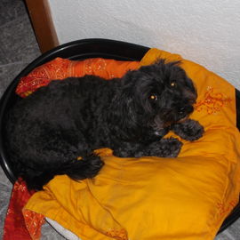 Hundeblick bei Gewitter...