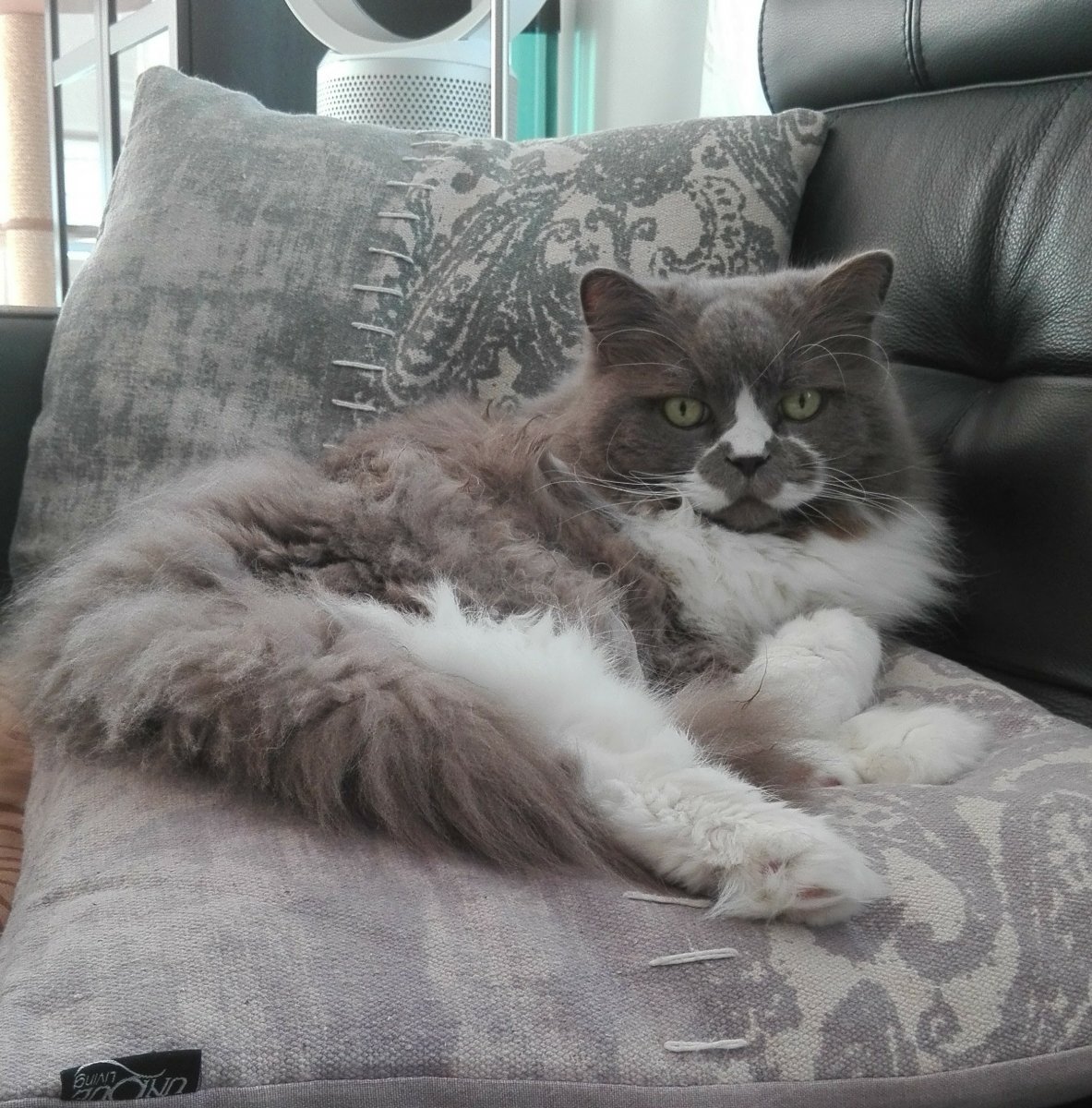Kleiner Hexenkater