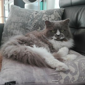 Kleiner Hexenkater
