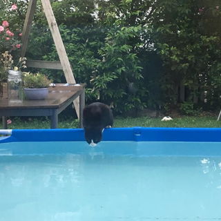 Mohrle hat einen neuen ...