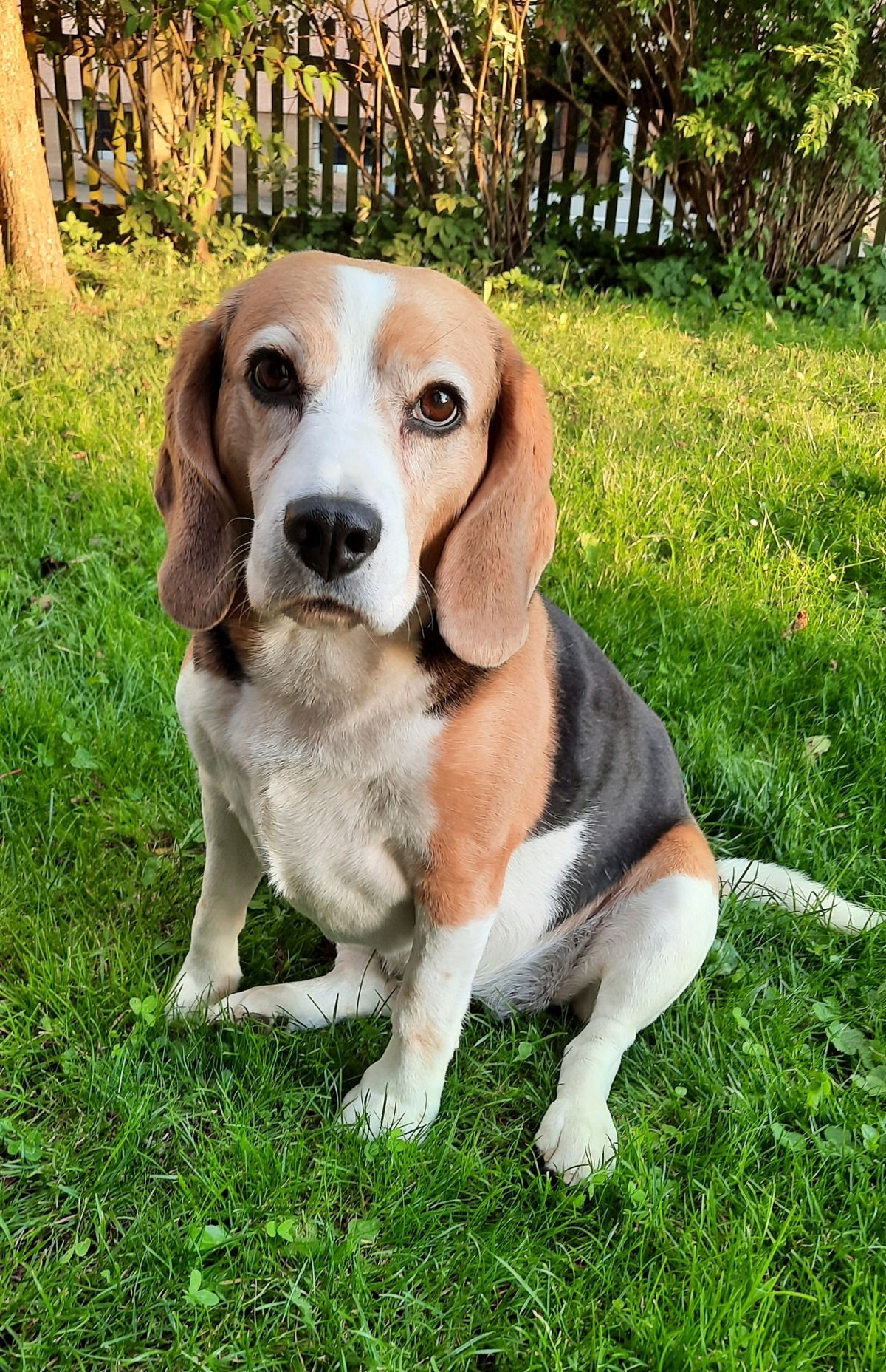 Die beste Nase von allen, mein Wauzi !