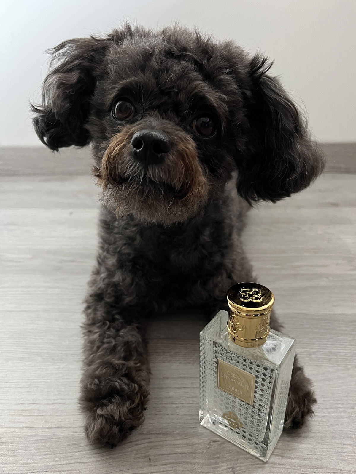 Cedro di Diamante ☺️👌