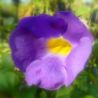 Blüte in einem Park in...