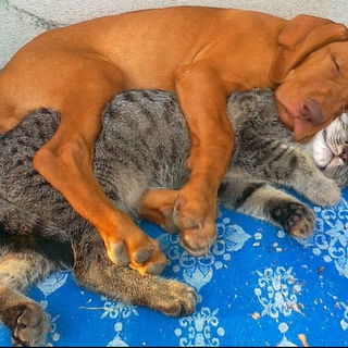 Traumland erkunden, sch...