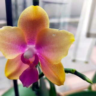 Phalaenopsis Liodoro - ...