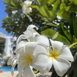 Frangipani