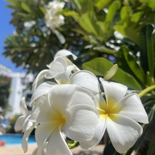 Frangipani