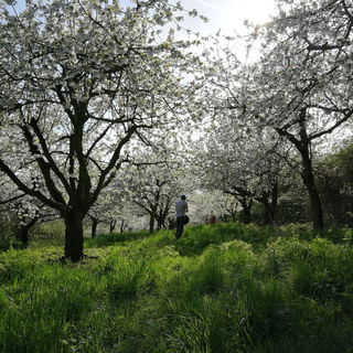 Kirschblüte - Witzenha...
