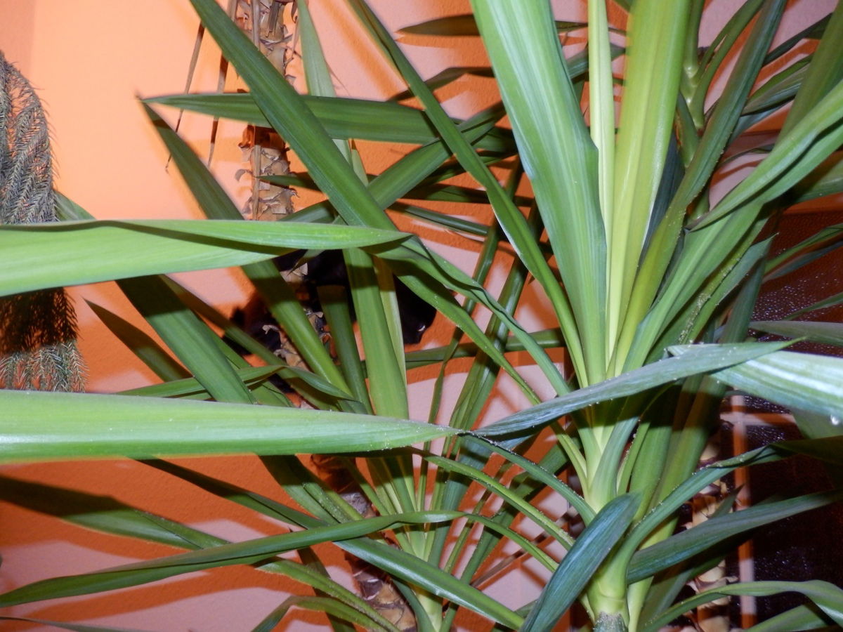 Suchbild mit kleinem schwarzen Kater... (das ist in 2,30m Höhe).