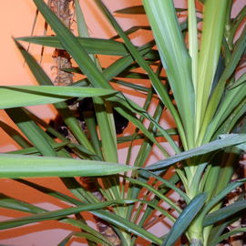 Suchbild mit kleinem sc...