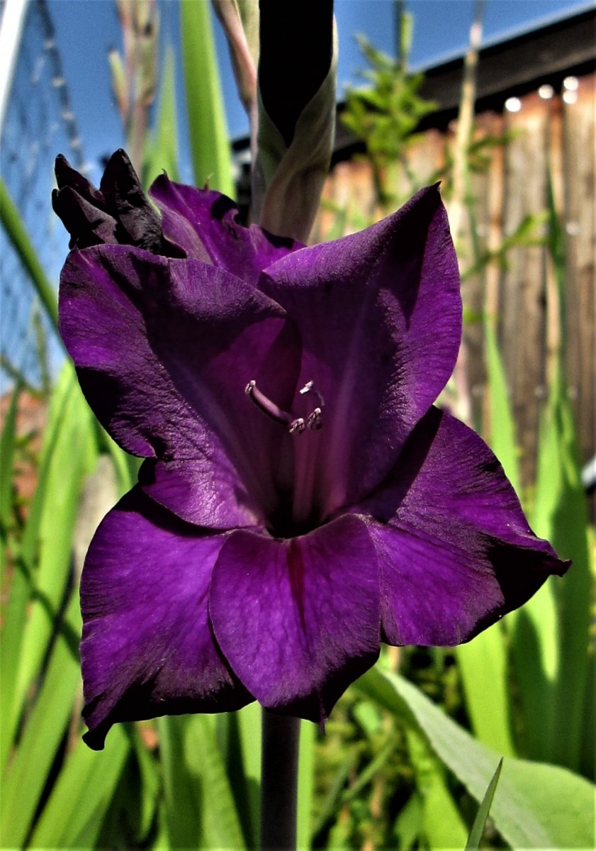 Gladiole aufgeblüht