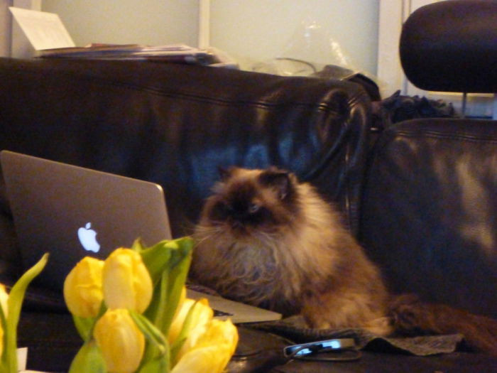 Zum ersten, zum zweiten, zum dritten - 100 Mäuse ersteigert! Für wenige Mäuse! - oder Miezen gucken?