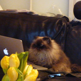 Zum ersten, zum zweiten...