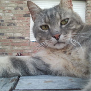 Mein Kater Jean-Paul ,n...