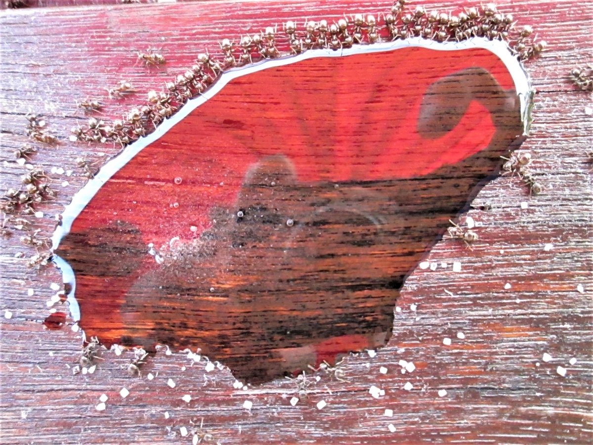 Konzeptkunst mit Ameisen am Zuckerwasser