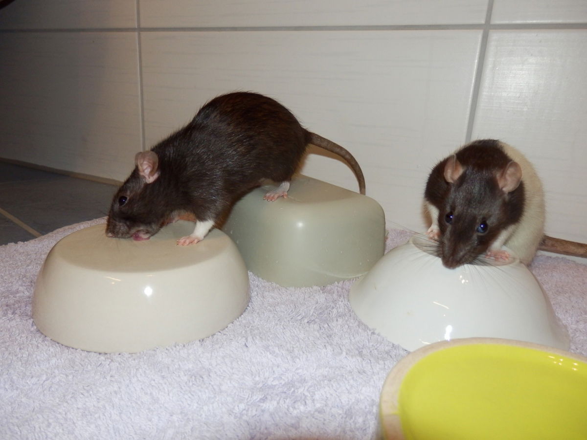 Fleißige Helferlein (Aphrodite li und Aura re)