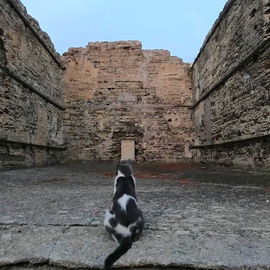 Die Tempelkatze von Tib...