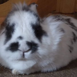 Bunz the bunny, living ...