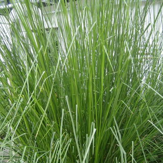 Vétiver @ Musée Inter...