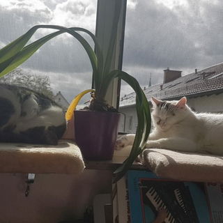 meine zwei Lieblinge