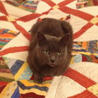 Fundkatze Schnecki