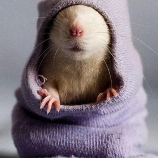 Ehhm Sie? Entschuldiget...