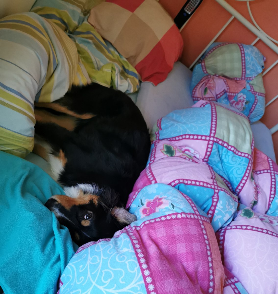 Je älter man wird, je dümmer. Der erste Hund, der morgens zum Kuscheln ins Bett darf.