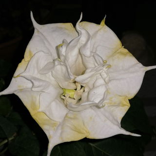 Datura double white::...