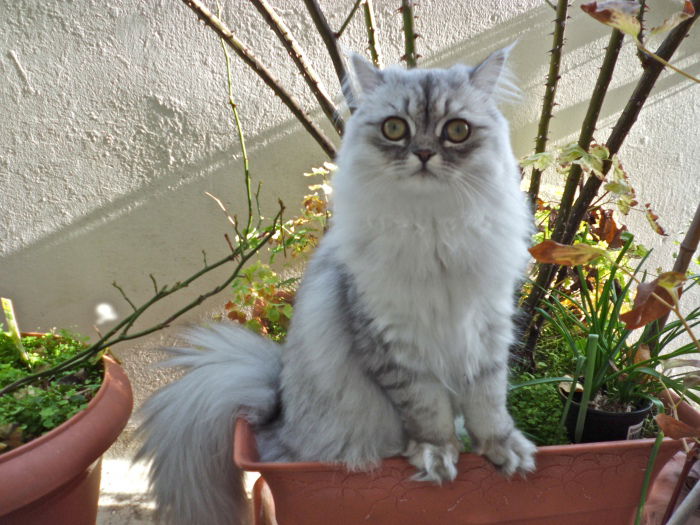Holly for Cats - Topmodel