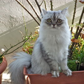 Holly for Cats - Topmod...