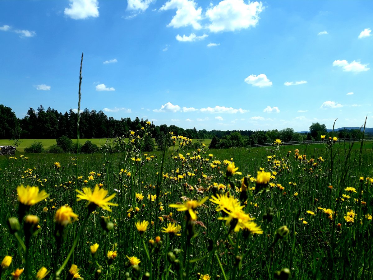 Im Schwabenländle ischs au schee!