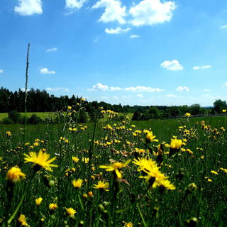 Im Schwabenländle isch...