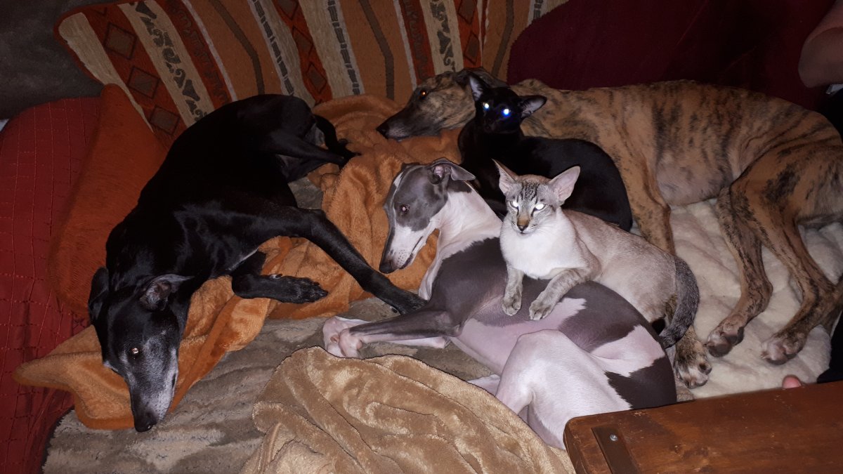 Allabendliches Power-Couching mit leuchtenden Augen ?.?