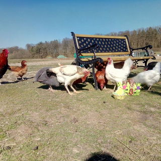 Osterhühner auf dem Gn...