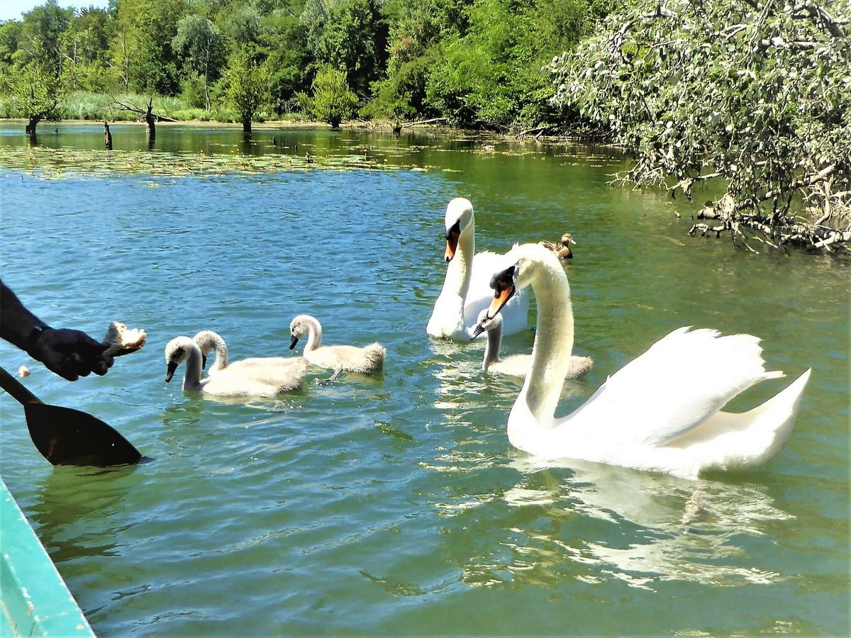 Vom Kanu aus werden die Schwäne und Enten gefüttert.
