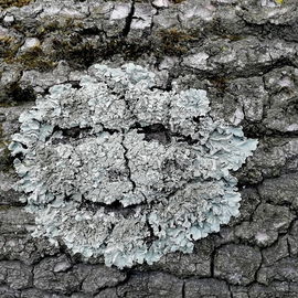 Wenn die Natur Dich fre...