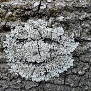 Wenn die Natur Dich fre...