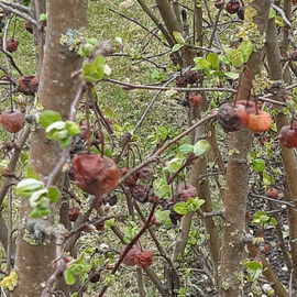 ...Frühling...