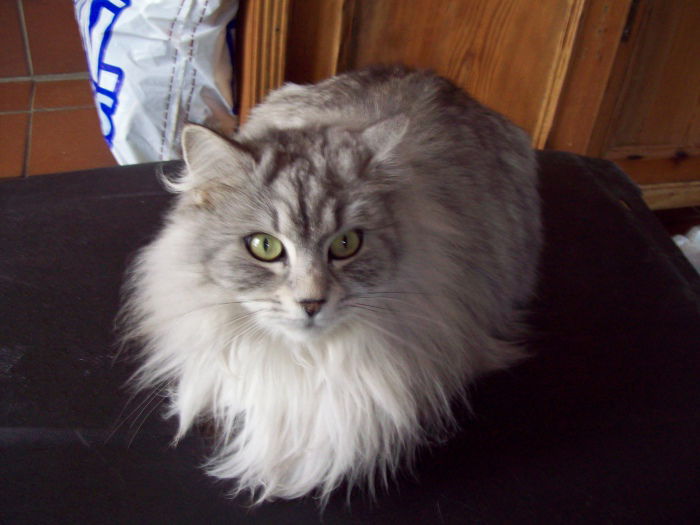 Lebwohl, meine Hübsche! Juli 2005-14.4.2020