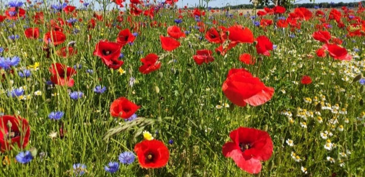 Meine Lieblingsblumen, entdeckt beim Spaziergang im Juni.
