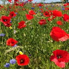 Meine Lieblingsblumen, ...