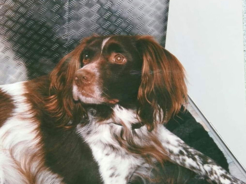Der schönste kleine Münsterländer den es je gab war mein Hund Axel (2000-2016)