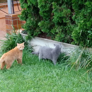 Burli und Mira