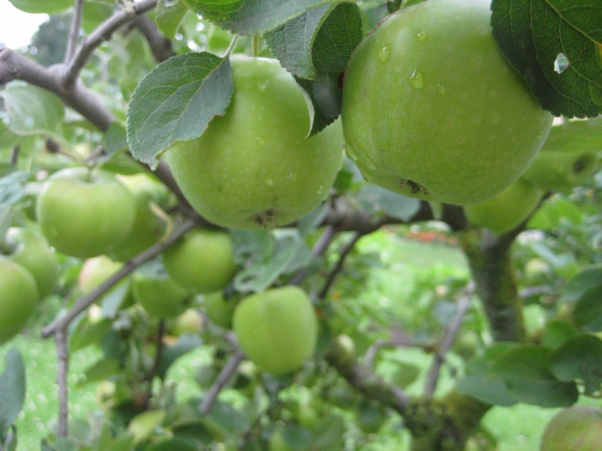Apfelbaum, Prinz-Georg-Garten Darmstadt, Juli 2017